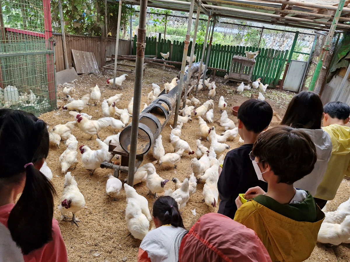 아이들이 닭장을 방문하여 흰색 닭들을 관찰하고 있는 장면이다. 닭들이 바닥에 흩어져 있으며, 아이들은 닭들을 가까이에서 보고 있다.