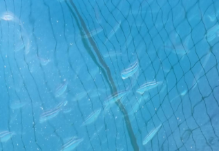 2 여수시, 아열대성 어류 ‘벤자리’ 시험양식 본격 추진.bmp