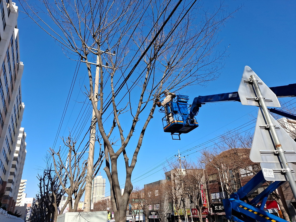 작업자가 고소작업차를 이용해 나무를 가지치기하고 있는 장면이다. 배경에는 맑은 하늘과 건물들이 보인다.