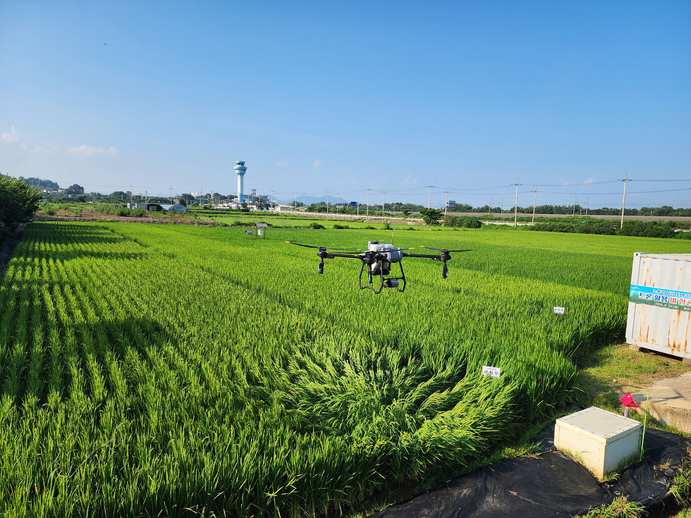 드론이 논 위를 비행하며 농작물 관찰 또는 관리 작업을 수행하고 있는 장면이다. 배경에는 농업 관련 시설과 청명한 하늘이 보인다.