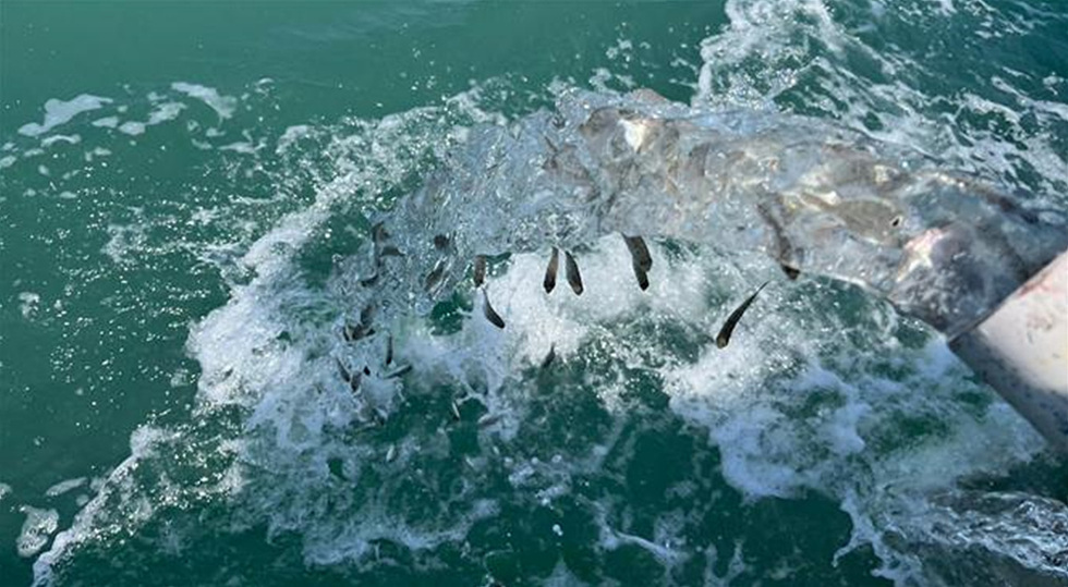 물속에서 물줄기가 뿜어져 나오고 있으며, 그 주변에 작은 물고기들이 헤엄치고 있는 장면이다.