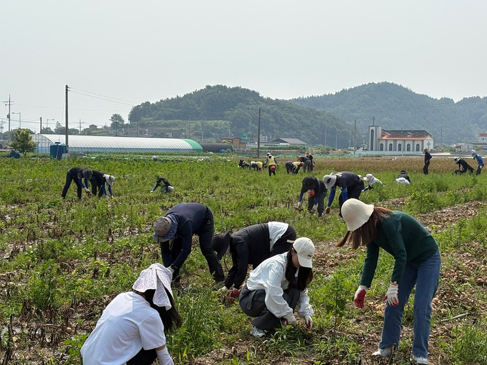 농장에서 여러 사람이 함께 작물을 수확하고 있는 모습이다. 배경에는 온실과 교회 건물이 보인다.
