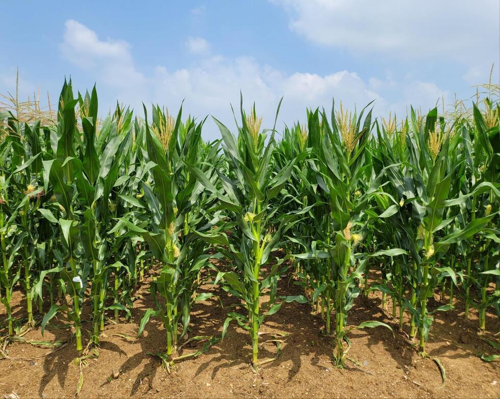 푸른 옥수수밭이 펼쳐져 있는 모습으로, 하늘은 맑고 구름이 보인다.