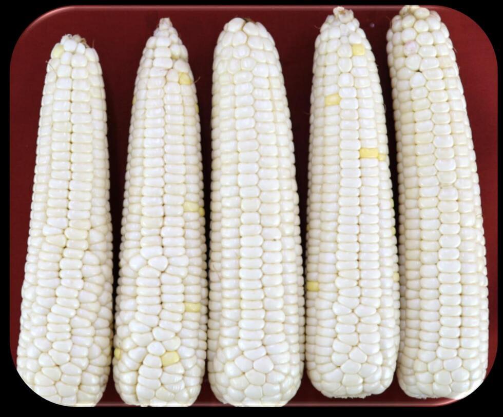 흰색 옥수수 다섯 개가 빨간 접시에 나란히 놓여 있다.