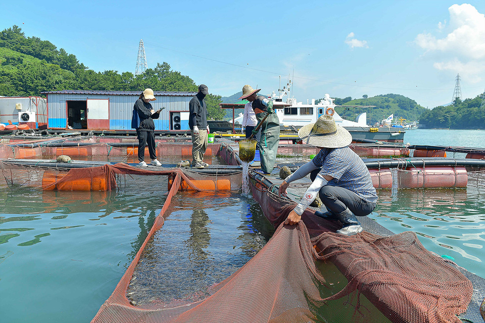 수조에서 작업하는 사람들이 보이는 장면으로, 한 사람이 그물에서 물고기를 잡고 있고 다른 사람들은 주변에서 작업을 하고 있다. 배경에는 작은 배와 산이 보인다.