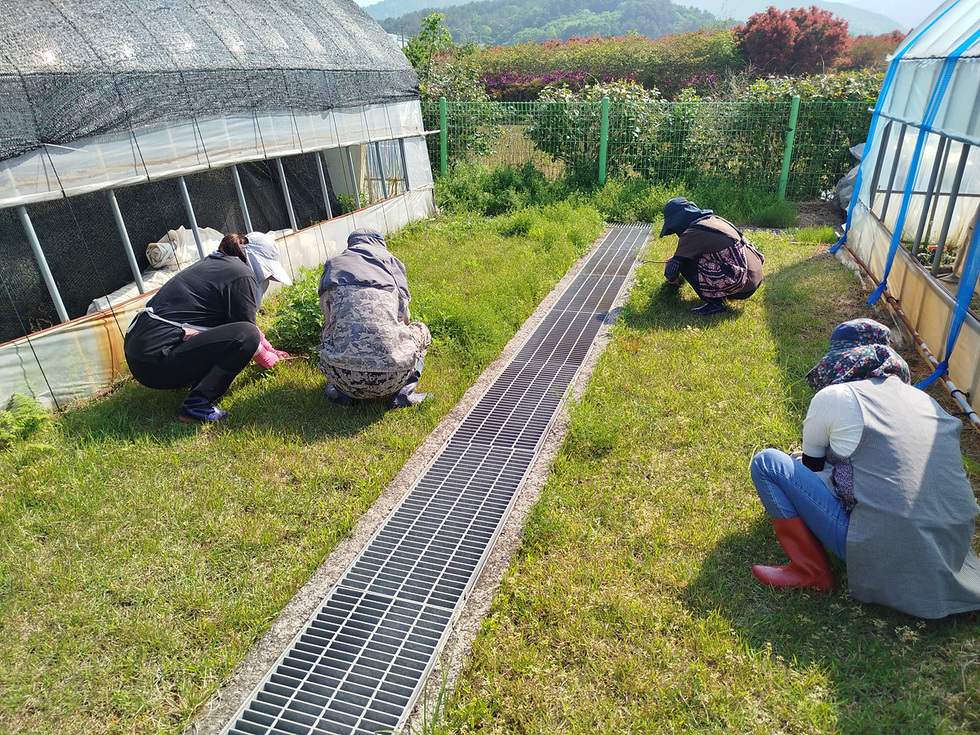 농장에서 네 명의 사람들이 풀을 뽑고 있는 모습이다. 그들은 온실 근처의 잔디밭에서 작업하고 있다.
