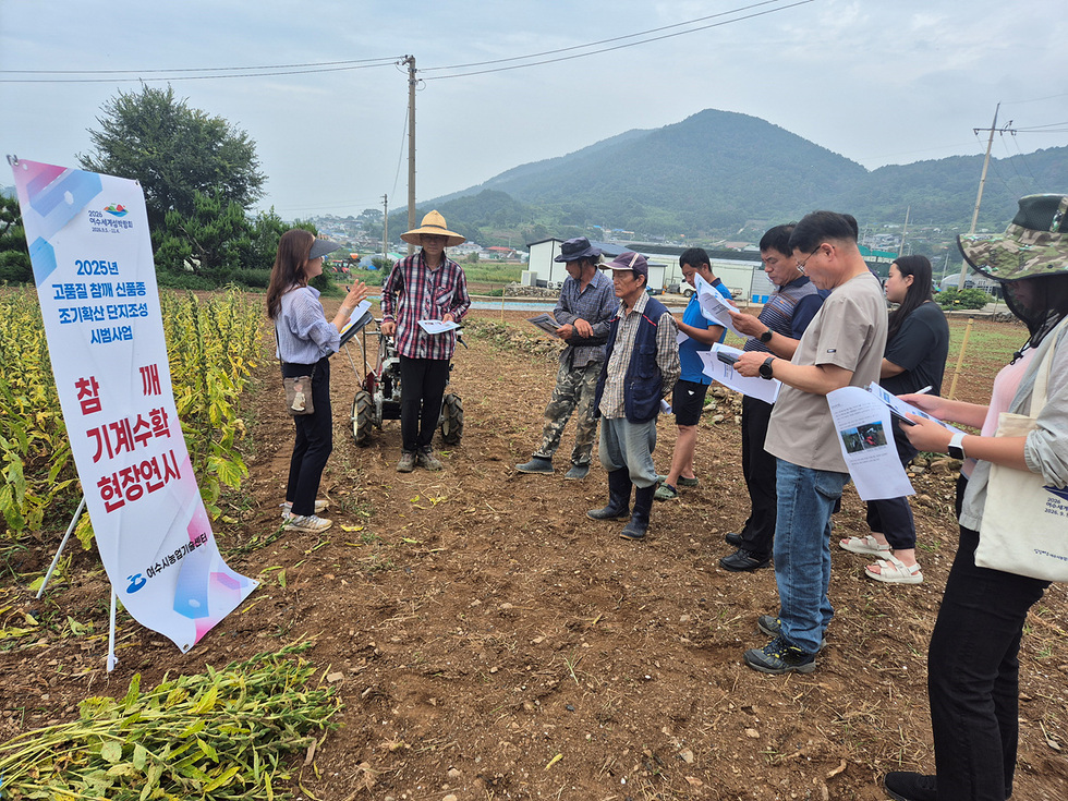 노동자들이 결속형 예취기를 이용해 참깨밭을 기계로 수확하는 장면, 참깨가 고르게 자란 밭에서 기계화 수확 과정을 시연하고 있음
