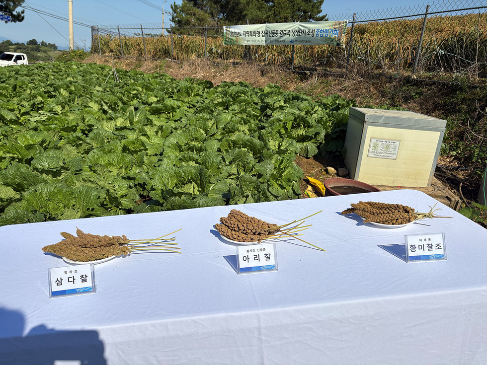 여수시 화양면 감도마을에서 열린 잡곡 신품종 생산단지 조성 결과평가회에서 삼다찰, 아리찰, 황미찰조가 전시된 모습