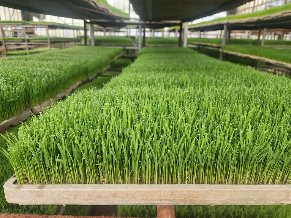 5 여수시, 벼 종자 발아력 검사 서비스로 건전 육묘 ‘앞장’.jpg