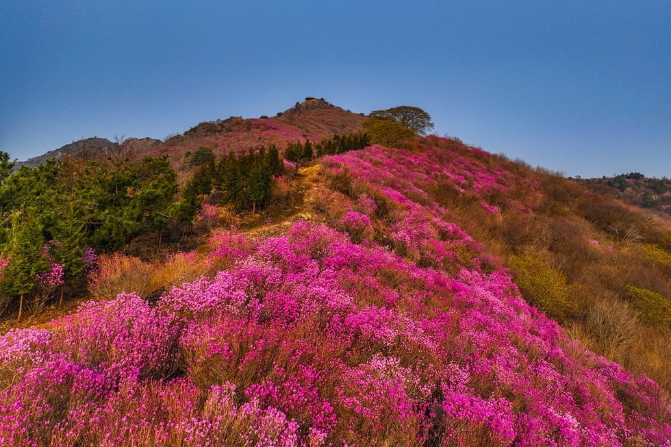 [추가] 2-3 여수시, 여수 영취산진달래축제 성황리 마무리.jpeg