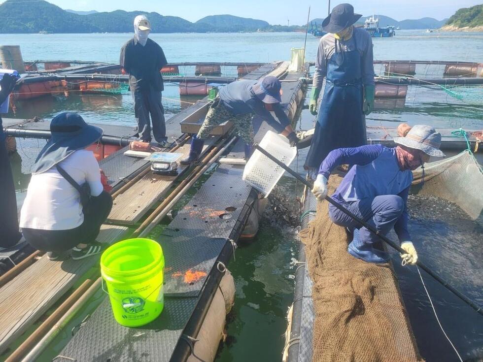 여러 사람이 수조에서 해산물을 잡고 있는 모습이다. 작업자들은 수조 주변에서 바다에서 잡은 해산물을 정리하고 있다.