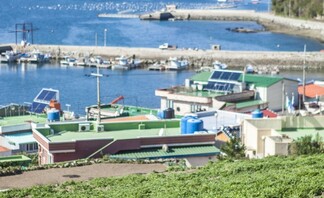 봄 향기 담은 “거문도 해풍쑥”, 2월 중순부터 출하 시작